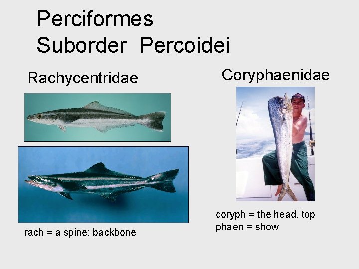 Perciformes Suborder Percoidei Rachycentridae rach = a spine; backbone Coryphaenidae coryph = the head,