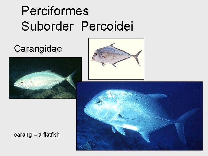 Perciformes Suborder Percoidei Carangidae carang = a flatfish 