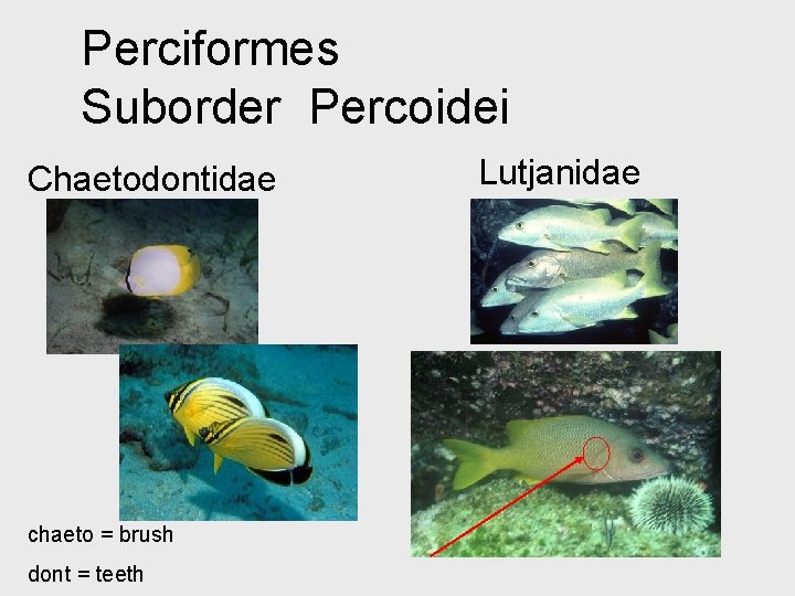 Perciformes Suborder Percoidei Chaetodontidae chaeto = brush dont = teeth Lutjanidae 