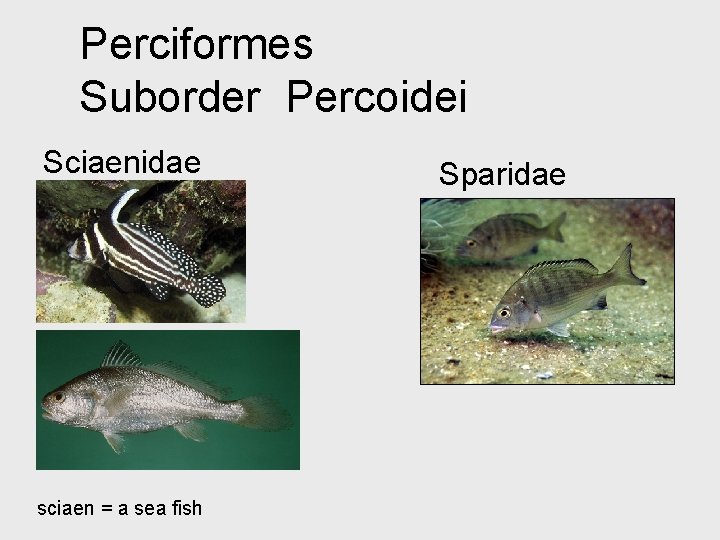 Perciformes Suborder Percoidei Sciaenidae sciaen = a sea fish Sparidae 