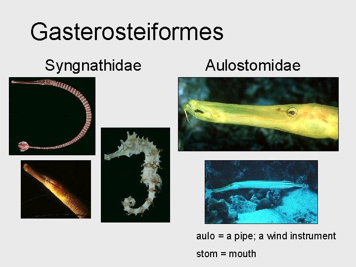 Gasterosteiformes Syngnathidae Aulostomidae aulo = a pipe; a wind instrument stom = mouth 