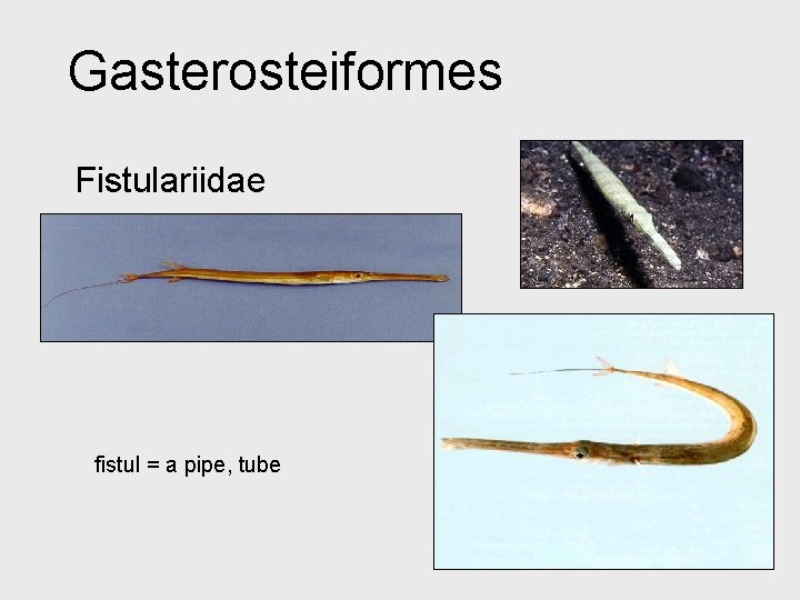 Gasterosteiformes Fistulariidae fistul = a pipe, tube 