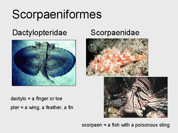 Scorpaeniformes Dactylopteridae Scorpaenidae dactylo = a finger or toe pter = a wing, a