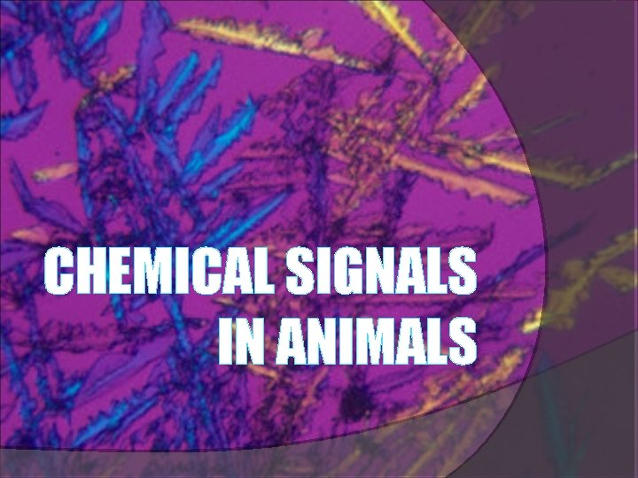CHEMICAL SIGNALS IN ANIMALS 