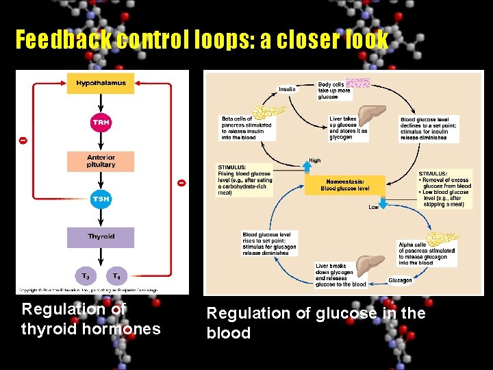 Feedback control loops: a closer look Regulation of thyroid hormones Regulation of glucose in