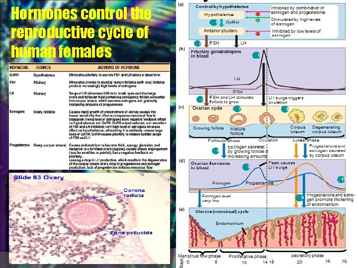 Hormones control the reproductive cycle of human females 