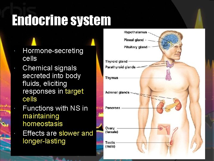 Endocrine system Hormone-secreting cells Chemical signals secreted into body fluids, eliciting responses in target