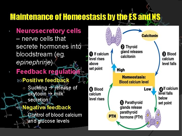 Maintenance of Homeostasis by the ES and NS Neurosecretory cells – nerve cells that