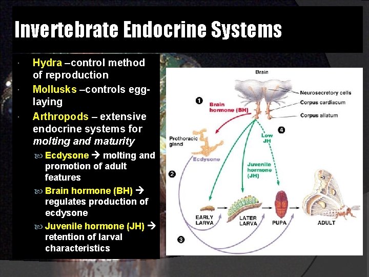 Invertebrate Endocrine Systems Hydra –control method of reproduction Mollusks –controls egglaying Arthropods – extensive