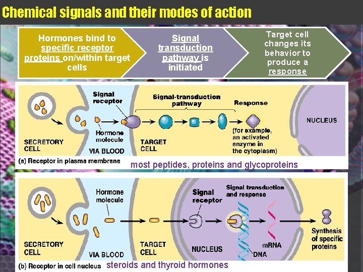 Chemical signals and their modes of action Hormones bind to specific receptor proteins on/within
