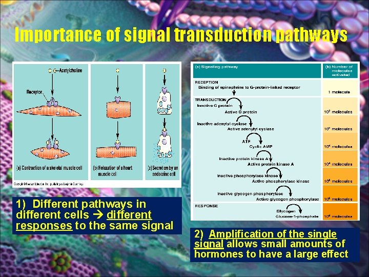Importance of signal transduction pathways 1) Different pathways in different cells different responses to