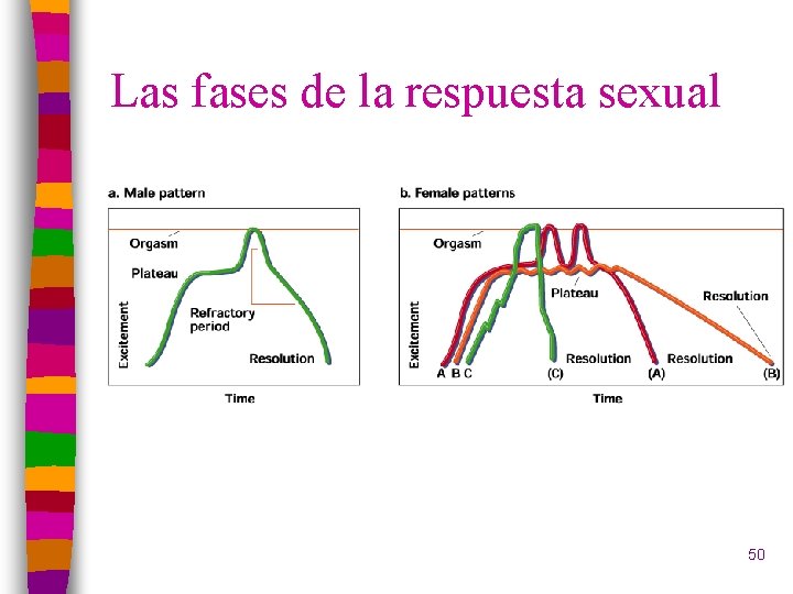 Las fases de la respuesta sexual 50 