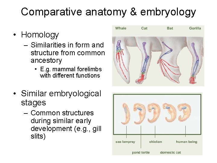 Comparative anatomy & embryology • Homology – Similarities in form and structure from common