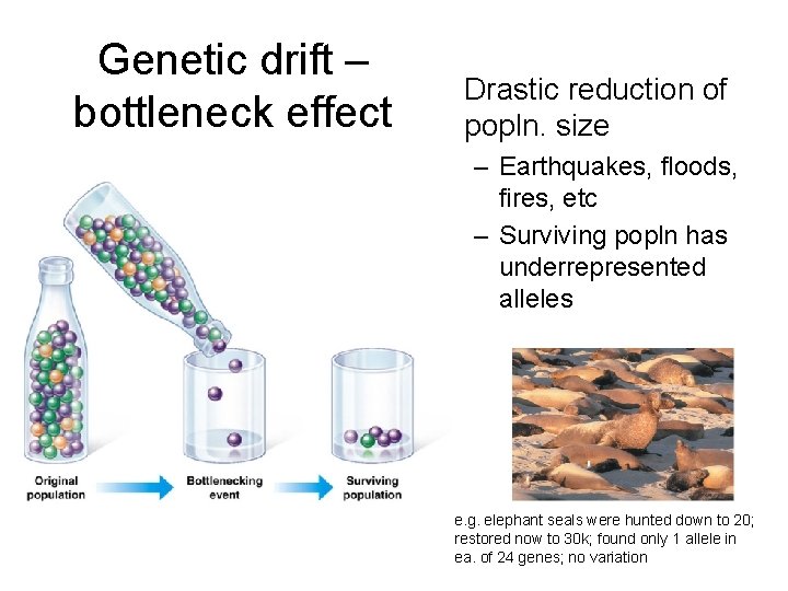 Genetic drift – bottleneck effect Drastic reduction of popln. size – Earthquakes, floods, fires,