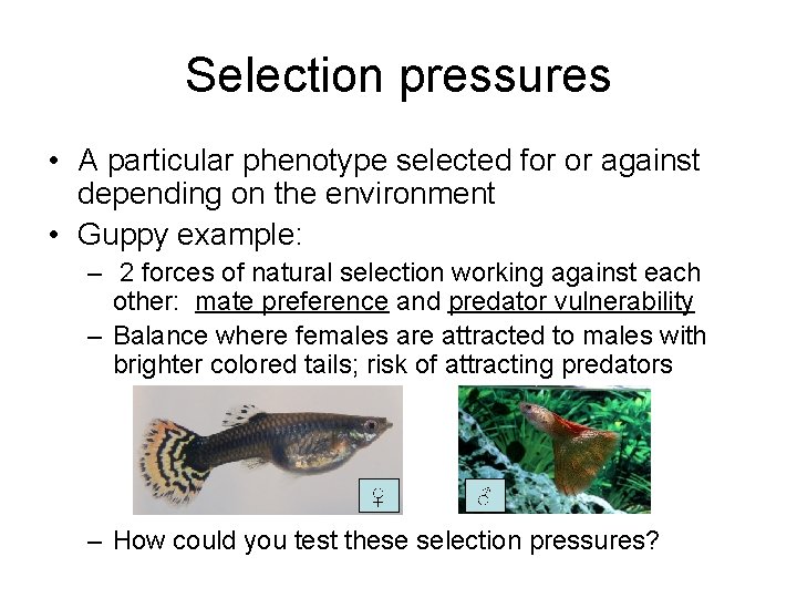 Selection pressures • A particular phenotype selected for or against depending on the environment