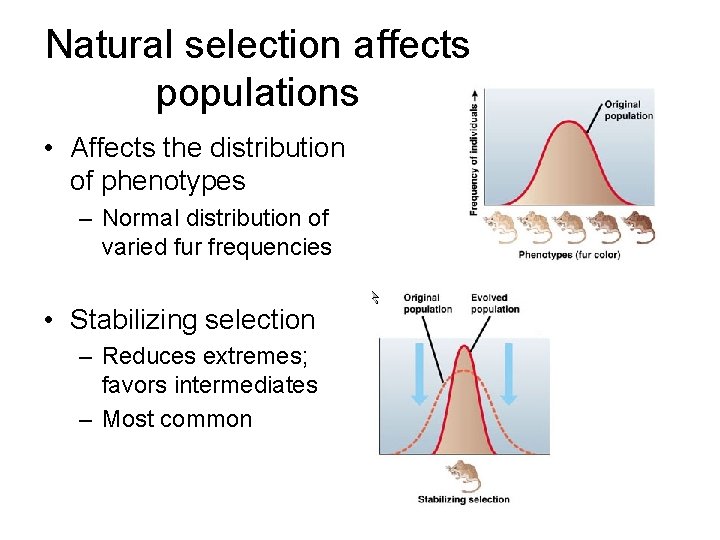 Natural selection affects populations • Affects the distribution of phenotypes – Normal distribution of