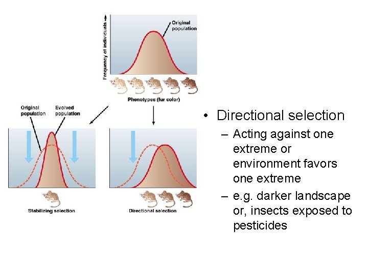  • Directional selection – Acting against one extreme or environment favors one extreme