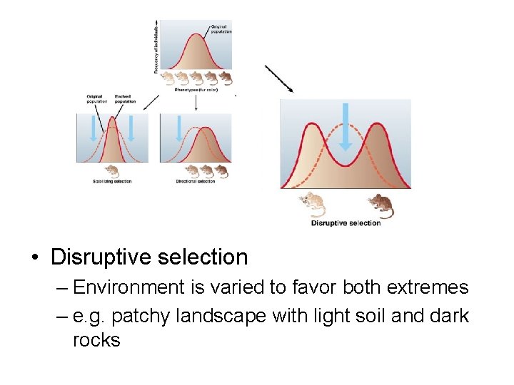  • Disruptive selection – Environment is varied to favor both extremes – e.