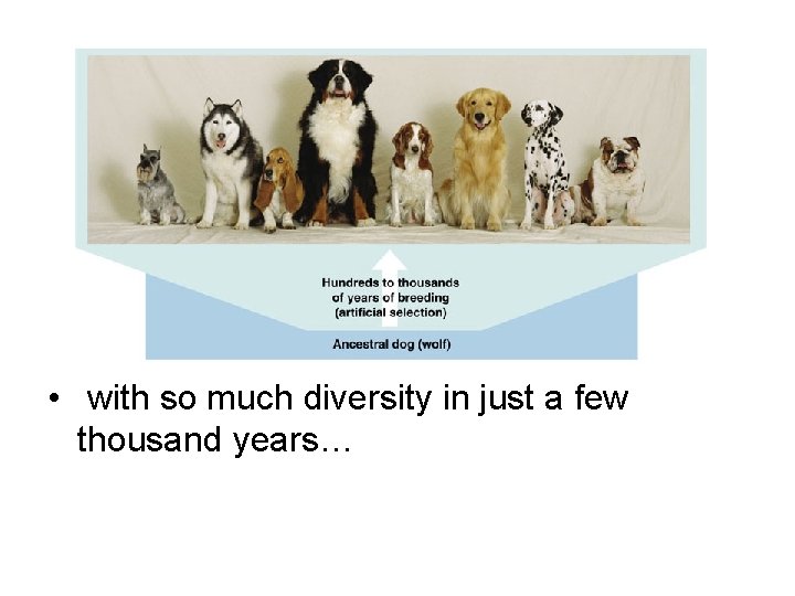  • with so much diversity in just a few thousand years… 