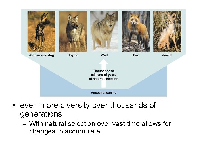  • even more diversity over thousands of generations – With natural selection over