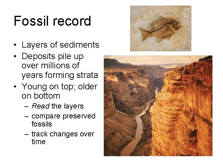 Fossil record • Layers of sediments • Deposits pile up over millions of years