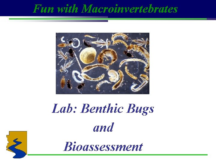 Fun with Macroinvertebrates Lab: Benthic Bugs and Bioassessment 