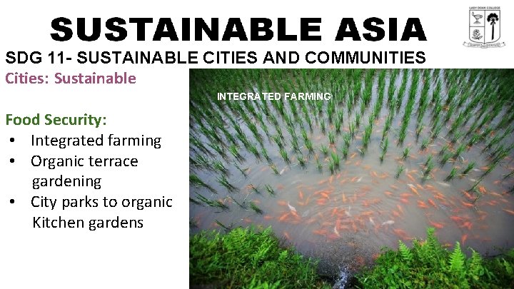 SDG 11 - SUSTAINABLE CITIES AND COMMUNITIES Cities: Sustainable INTEGRATED FARMING Food Security: •