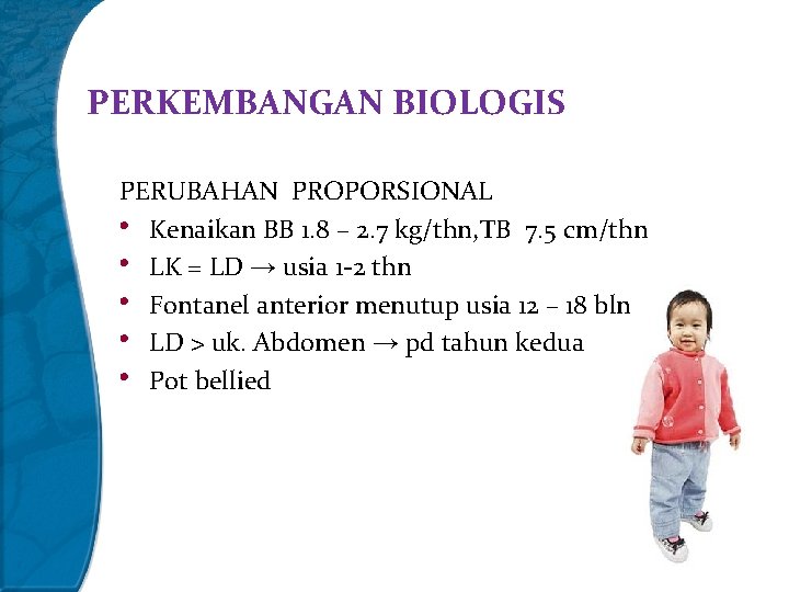 PERKEMBANGAN BIOLOGIS PERUBAHAN PROPORSIONAL • Kenaikan BB 1. 8 – 2. 7 kg/thn, TB