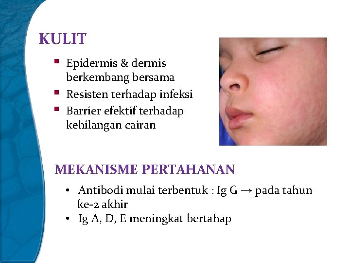 KULIT § Epidermis & dermis § § berkembang bersama Resisten terhadap infeksi Barrier efektif