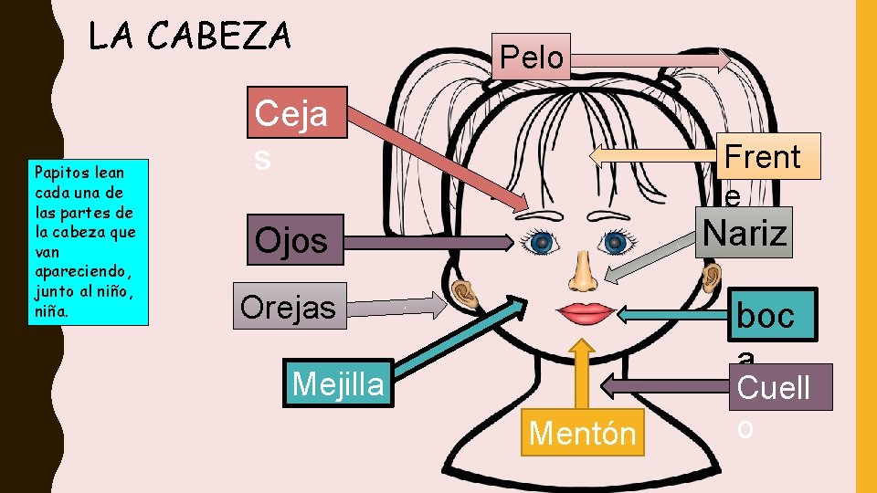 LA CABEZA Papitos lean cada una de las partes de la cabeza que van