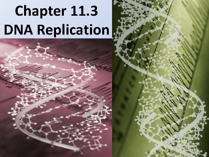 Chapter 11. 3 DNA Replication 