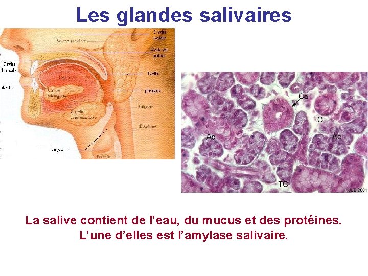Les glandes salivaires La salive contient de l’eau, du mucus et des protéines. L’une