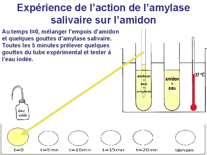 Expérience de l’action de l’amylase salivaire sur l’amidon Au temps t=0, mélanger l’empois d’amidon