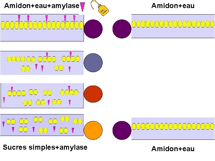 Amidon+eau+amylase Amidon+eau Sucres simples+amylase Amidon+eau 