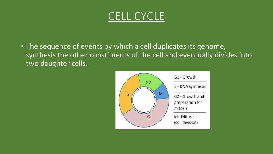 CELL CYCLE • The sequence of events by which a cell duplicates its genome,