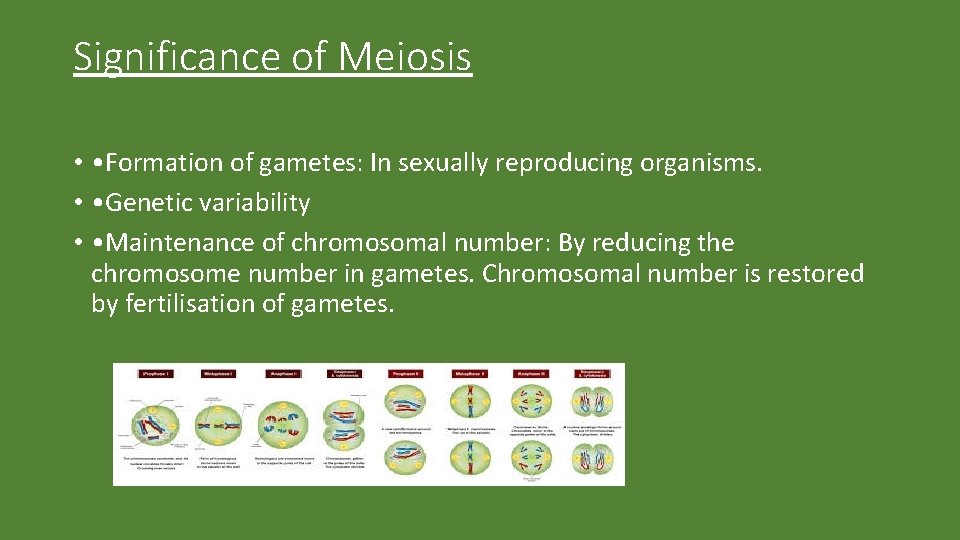 Significance of Meiosis • • Formation of gametes: In sexually reproducing organisms. • •