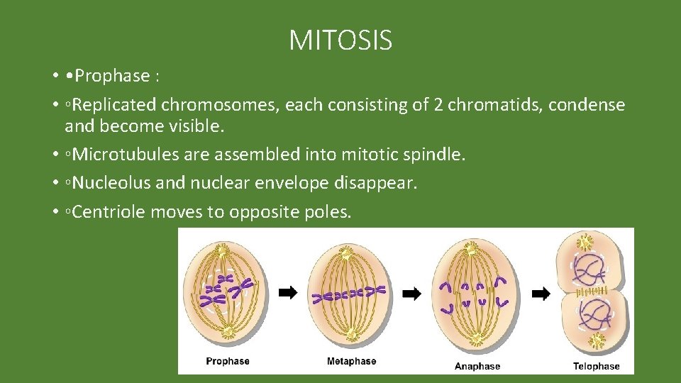 MITOSIS • • Prophase : • ◦Replicated chromosomes, each consisting of 2 chromatids, condense