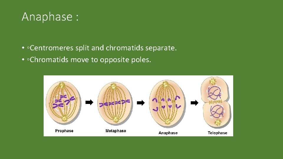 Anaphase : • ◦Centromeres split and chromatids separate. • ◦Chromatids move to opposite poles.