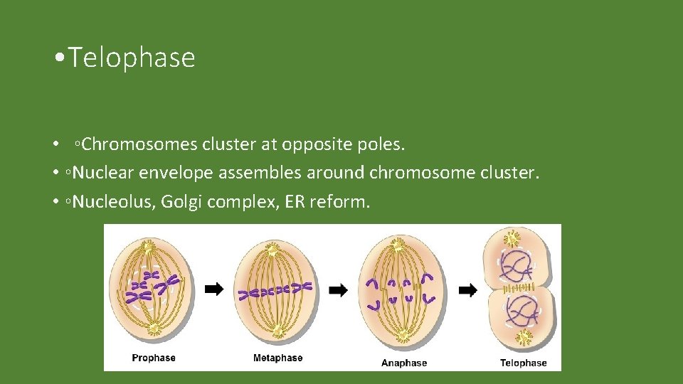  • Telophase • ◦Chromosomes cluster at opposite poles. • ◦Nuclear envelope assembles around