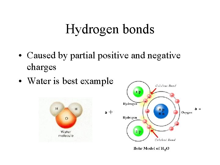 Hydrogen bonds • Caused by partial positive and negative charges • Water is best