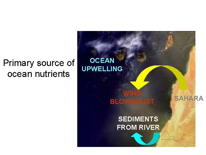 Primary source of ocean nutrients OCEAN UPWELLING WIND BLOWNDUST SEDIMENTS FROM RIVER SAHARA 