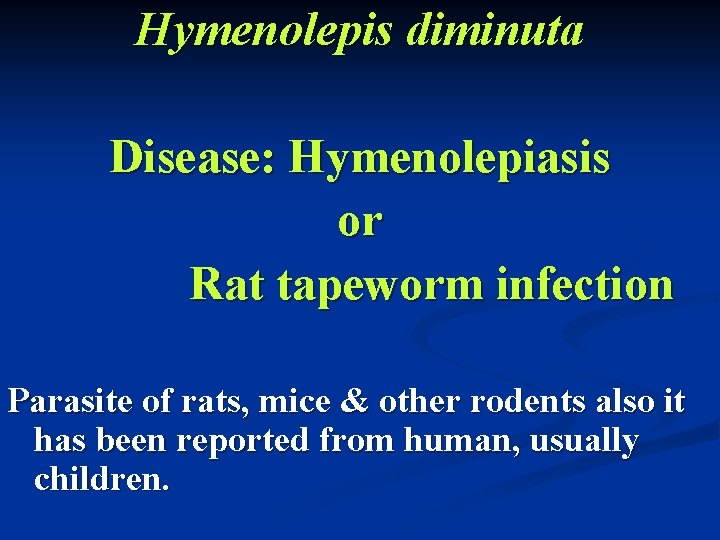 Hymenolepis diminuta Disease: Hymenolepiasis or Rat tapeworm infection Parasite of rats, mice & other