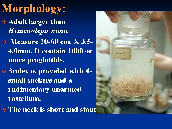 Morphology: v Adult larger than Hymenolepis nana. v Measure 20 -60 cm. X 3.