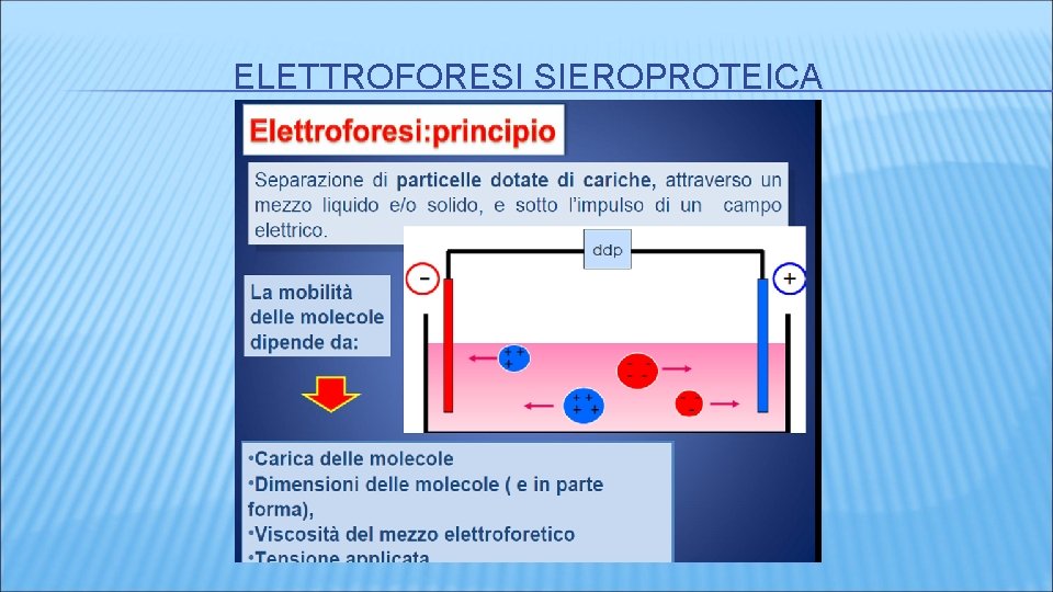ELETTROFORESI SIEROPROTEICA ELETTROFORESI SIEROPROTEICA