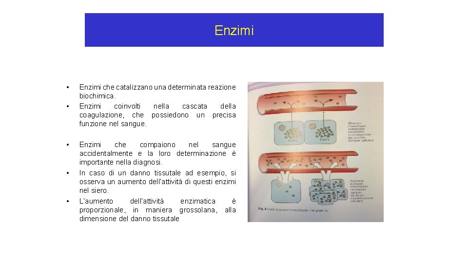 Enzimi • • • Enzimi che catalizzano una determinata reazione biochimica. Enzimi coinvolti nella Enzimi • • • Enzimi che catalizzano una determinata reazione biochimica. Enzimi coinvolti nella