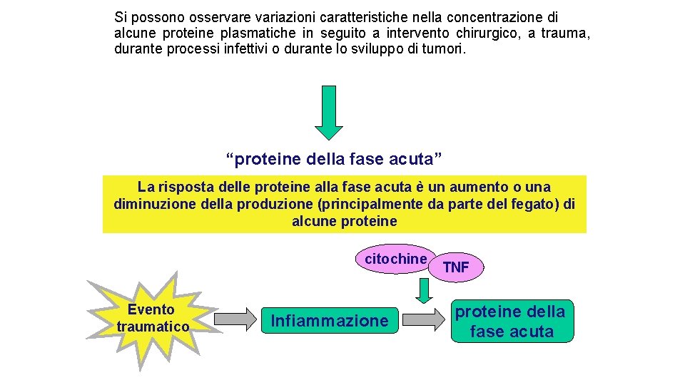 Si possono osservare variazioni caratteristiche nella concentrazione di alcune proteine plasmatiche in seguito a Si possono osservare variazioni caratteristiche nella concentrazione di alcune proteine plasmatiche in seguito a