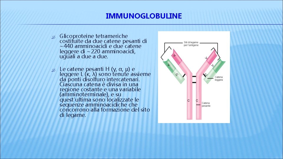 IMMUNOGLOBULINE Glicoproteine tetrameriche costituite da due catene pesanti di ~440 amminoacidi e due catene IMMUNOGLOBULINE Glicoproteine tetrameriche costituite da due catene pesanti di ~440 amminoacidi e due catene