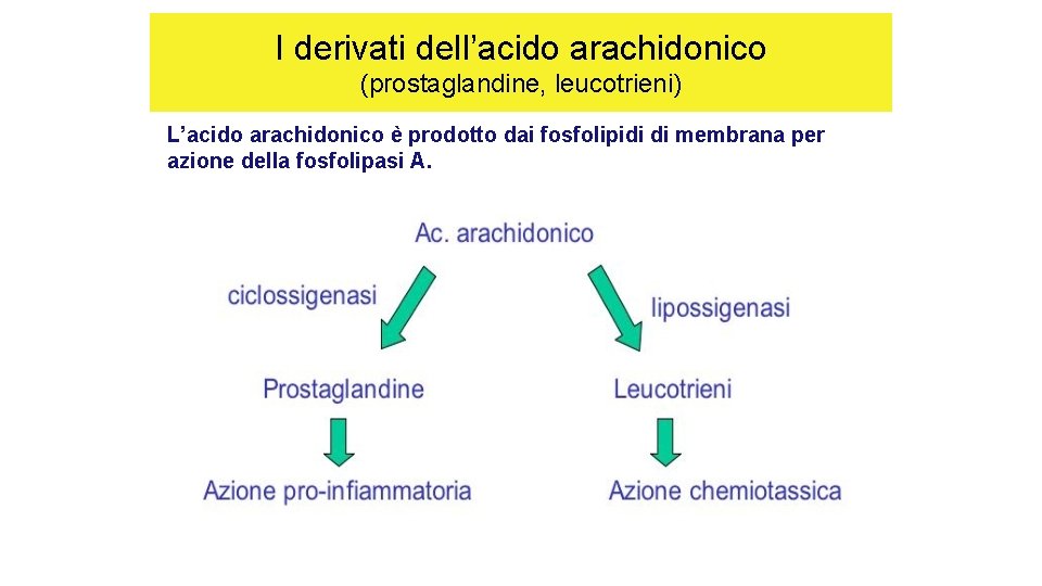 I derivati dell’acido arachidonico (prostaglandine, leucotrieni) L’acido arachidonico è prodotto dai fosfolipidi di membrana I derivati dell’acido arachidonico (prostaglandine, leucotrieni) L’acido arachidonico è prodotto dai fosfolipidi di membrana