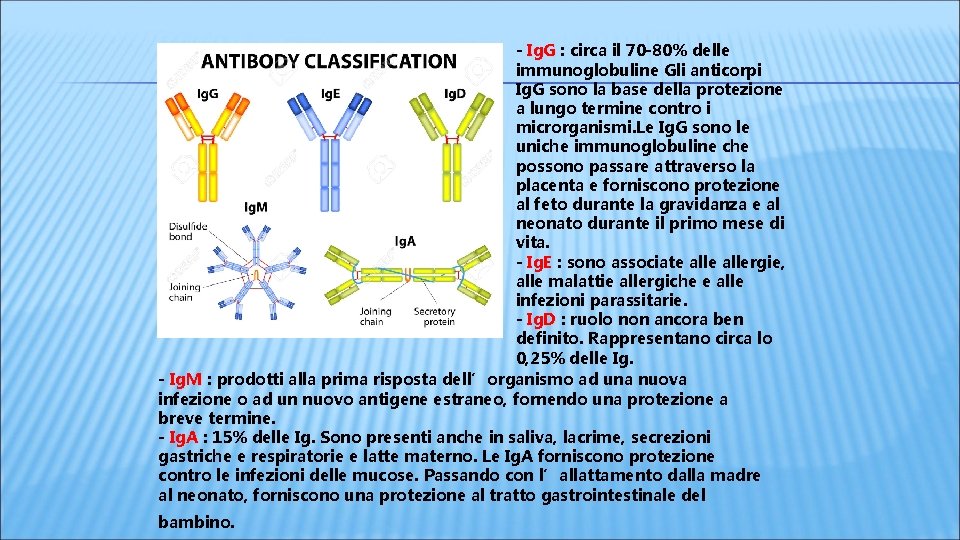 - Ig. G : circa il 70 -80% delle immunoglobuline Gli anticorpi Ig. G - Ig. G : circa il 70 -80% delle immunoglobuline Gli anticorpi Ig. G