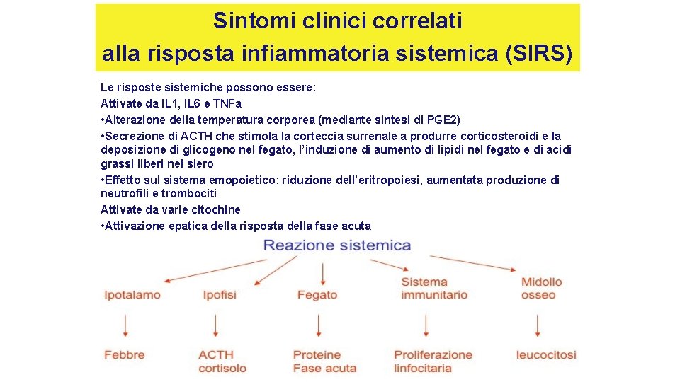 Sintomi clinici correlati alla risposta infiammatoria sistemica (SIRS) Le risposte sistemiche possono essere: Attivate Sintomi clinici correlati alla risposta infiammatoria sistemica (SIRS) Le risposte sistemiche possono essere: Attivate